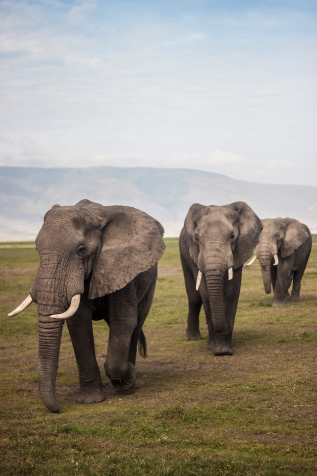 Elephants walking on grassy plains
